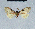  (Nola reubeni9 - BC ZSM Lep 41656)  @11 [ ] CreativeCommons - Attribution Non-Commercial Share-Alike (2010) Axel Hausmann/Bavarian State Collection of Zoology (ZSM) SNSB, Zoologische Staatssammlung Muenchen