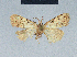  (Nola reubeni8 - BC ZSM Lep 41657)  @11 [ ] CreativeCommons - Attribution Non-Commercial Share-Alike (2010) Axel Hausmann/Bavarian State Collection of Zoology (ZSM) SNSB, Zoologische Staatssammlung Muenchen