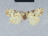  (Nola reubeni8a - BC ZSM Lep 41658)  @11 [ ] CreativeCommons - Attribution Non-Commercial Share-Alike (2010) Axel Hausmann/Bavarian State Collection of Zoology (ZSM) SNSB, Zoologische Staatssammlung Muenchen