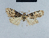 ( - BC ZSM Lep 41659)  @12 [ ] CreativeCommons - Attribution Non-Commercial Share-Alike (2010) Axel Hausmann/Bavarian State Collection of Zoology (ZSM) SNSB, Zoologische Staatssammlung Muenchen