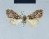  (Nola reubeni2 - BC ZSM Lep 41661)  @11 [ ] CreativeCommons - Attribution Non-Commercial Share-Alike (2010) Axel Hausmann/Bavarian State Collection of Zoology (ZSM) SNSB, Zoologische Staatssammlung Muenchen