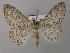 ( - BC ZSM Lep 44539)  @11 [ ] CreativeCommons - Attribution Non-Commercial Share-Alike (2010) Axel Hausmann/Bavarian State Collection of Zoology (ZSM) SNSB, Zoologische Staatssammlung Muenchen