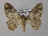  ( - BC ZSM Lep 44568)  @11 [ ] CreativeCommons - Attribution Non-Commercial Share-Alike (2010) Axel Hausmann/Bavarian State Collection of Zoology (ZSM) SNSB, Zoologische Staatssammlung Muenchen