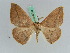  ( - BC ZSM Lep 45748)  @13 [ ] CreativeCommons - Attribution Non-Commercial Share-Alike (2010) Axel Hausmann/Bavarian State Collection of Zoology (ZSM) SNSB, Zoologische Staatssammlung Muenchen