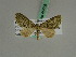  ( - BC ZSM Lep 45758)  @13 [ ] CreativeCommons - Attribution Non-Commercial Share-Alike (2010) Axel Hausmann/Bavarian State Collection of Zoology (ZSM) SNSB, Zoologische Staatssammlung Muenchen