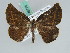  (Mesocoela obscura - BC ZSM Lep 45775)  @14 [ ] CreativeCommons - Attribution Non-Commercial Share-Alike (2010) Axel Hausmann/Bavarian State Collection of Zoology (ZSM) SNSB, Zoologische Staatssammlung Muenchen