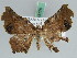  ( - BC ZSM Lep 45776)  @13 [ ] CreativeCommons - Attribution Non-Commercial Share-Alike (2010) Axel Hausmann/Bavarian State Collection of Zoology (ZSM) SNSB, Zoologische Staatssammlung Muenchen