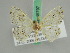  ( - BC ZSM Lep 45797)  @13 [ ] CreativeCommons - Attribution Non-Commercial Share-Alike (2010) Axel Hausmann/Bavarian State Collection of Zoology (ZSM) SNSB, Zoologische Staatssammlung Muenchen