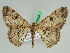  ( - BC ZSM Lep 45808)  @11 [ ] CreativeCommons - Attribution Non-Commercial Share-Alike (2010) Axel Hausmann/Bavarian State Collection of Zoology (ZSM) SNSB, Zoologische Staatssammlung Muenchen