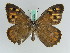  ( - BC ZSM Lep 45814)  @13 [ ] CreativeCommons - Attribution Non-Commercial Share-Alike (2010) Axel Hausmann/Bavarian State Collection of Zoology (ZSM) SNSB, Zoologische Staatssammlung Muenchen