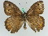  ( - BC ZSM Lep 45815)  @13 [ ] CreativeCommons - Attribution Non-Commercial Share-Alike (2010) Axel Hausmann/Bavarian State Collection of Zoology (ZSM) SNSB, Zoologische Staatssammlung Muenchen