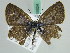 ( - BC ZSM Lep 45824)  @13 [ ] CreativeCommons - Attribution Non-Commercial Share-Alike (2010) Axel Hausmann/Bavarian State Collection of Zoology (ZSM) SNSB, Zoologische Staatssammlung Muenchen