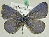  (Celastrina argiolus - BC ZSM Lep 45829)  @14 [ ] CreativeCommons - Attribution Non-Commercial Share-Alike (2010) Axel Hausmann/Bavarian State Collection of Zoology (ZSM) SNSB, Zoologische Staatssammlung Muenchen