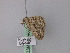  ( - BC ZSM Lep 46888)  @12 [ ] CreativeCommons - Attribution Non-Commercial Share-Alike (2010) Axel Hausmann/Bavarian State Collection of Zoology (ZSM) SNSB, Zoologische Staatssammlung Muenchen