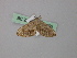  (Epiplema AH03SA - BC ZSM Lep 46896)  @13 [ ] CreativeCommons - Attribution Non-Commercial Share-Alike (2010) Axel Hausmann/Bavarian State Collection of Zoology (ZSM) SNSB, Zoologische Staatssammlung Muenchen