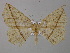 ( - BC ZSM Lep 46898)  @13 [ ] CreativeCommons - Attribution Non-Commercial Share-Alike (2010) Axel Hausmann/Bavarian State Collection of Zoology (ZSM) SNSB, Zoologische Staatssammlung Muenchen