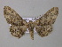  ( - BC ZSM Lep 46900)  @12 [ ] CreativeCommons - Attribution Non-Commercial Share-Alike (2010) Axel Hausmann/Bavarian State Collection of Zoology (ZSM) SNSB, Zoologische Staatssammlung Muenchen