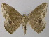  ( - BC ZSM Lep 46912)  @13 [ ] CreativeCommons - Attribution Non-Commercial Share-Alike (2010) Axel Hausmann/Bavarian State Collection of Zoology (ZSM) SNSB, Zoologische Staatssammlung Muenchen