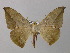  ( - BC ZSM Lep 46913)  @14 [ ] CreativeCommons - Attribution Non-Commercial Share-Alike (2010) Axel Hausmann/Bavarian State Collection of Zoology (ZSM) SNSB, Zoologische Staatssammlung Muenchen