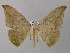  (Oxydia AM05PrBr - BC ZSM Lep 46914)  @14 [ ] CreativeCommons - Attribution Non-Commercial Share-Alike (2010) Axel Hausmann/Bavarian State Collection of Zoology (ZSM) SNSB, Zoologische Staatssammlung Muenchen