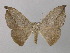  ( - BC ZSM Lep 46915)  @14 [ ] CreativeCommons - Attribution Non-Commercial Share-Alike (2010) Axel Hausmann/Bavarian State Collection of Zoology (ZSM) SNSB, Zoologische Staatssammlung Muenchen
