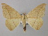  (Oxydia AH31ArPr - BC ZSM Lep 46919)  @14 [ ] CreativeCommons - Attribution Non-Commercial Share-Alike (2010) Axel Hausmann/Bavarian State Collection of Zoology (ZSM) SNSB, Zoologische Staatssammlung Muenchen