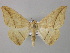  ( - BC ZSM Lep 46920)  @14 [ ] CreativeCommons - Attribution Non-Commercial Share-Alike (2010) Axel Hausmann/Bavarian State Collection of Zoology (ZSM) SNSB, Zoologische Staatssammlung Muenchen