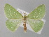 ( - BC ZSM Lep 46923)  @11 [ ] CreativeCommons - Attribution Non-Commercial Share-Alike (2010) Axel Hausmann/Bavarian State Collection of Zoology (ZSM) SNSB, Zoologische Staatssammlung Muenchen