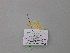  ( - BC ZSM Lep 46950)  @12 [ ] CreativeCommons - Attribution Non-Commercial Share-Alike (2010) Axel Hausmann/Bavarian State Collection of Zoology (ZSM) SNSB, Zoologische Staatssammlung Muenchen