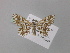  ( - BC ZSM Lep 46951)  @11 [ ] CreativeCommons - Attribution Non-Commercial Share-Alike (2010) Axel Hausmann/Bavarian State Collection of Zoology (ZSM) SNSB, Zoologische Staatssammlung Muenchen