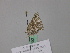  ( - BC ZSM Lep 46952)  @12 [ ] CreativeCommons - Attribution Non-Commercial Share-Alike (2010) Axel Hausmann/Bavarian State Collection of Zoology (ZSM) SNSB, Zoologische Staatssammlung Muenchen