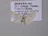  (Idaea elongaria - BC ZSM Lep 46965)  @13 [ ] CreativeCommons - Attribution Non-Commercial Share-Alike (2010) Axel Hausmann/Bavarian State Collection of Zoology (ZSM) SNSB, Zoologische Staatssammlung Muenchen