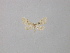  ( - BC ZSM Lep 46974)  @12 [ ] CreativeCommons - Attribution Non-Commercial Share-Alike (2010) Axel Hausmann/Bavarian State Collection of Zoology (ZSM) SNSB, Zoologische Staatssammlung Muenchen