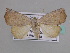  ( - BC ZSM Lep 33588)  @14 [ ] CreativeCommons - Attribution Non-Commercial Share-Alike (2010) Axel Hausmann/Bavarian State Collection of Zoology (ZSM) SNSB, Zoologische Staatssammlung Muenchen