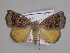  ( - BC ZSM Lep 33589)  @14 [ ] CreativeCommons - Attribution Non-Commercial Share-Alike (2010) Axel Hausmann/Bavarian State Collection of Zoology (ZSM) SNSB, Zoologische Staatssammlung Muenchen