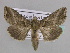  (Ctenoplusia fracta - BC ZSM Lep 33593)  @15 [ ] CreativeCommons - Attribution Non-Commercial Share-Alike (2010) Axel Hausmann/Bavarian State Collection of Zoology (ZSM) SNSB, Zoologische Staatssammlung Muenchen