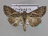  ( - BC ZSM Lep 33594)  @14 [ ] CreativeCommons - Attribution Non-Commercial Share-Alike (2010) Axel Hausmann/Bavarian State Collection of Zoology (ZSM) SNSB, Zoologische Staatssammlung Muenchen