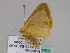  ( - BC ZSM Lep 33605)  @12 [ ] CreativeCommons - Attribution Non-Commercial Share-Alike (2010) Axel Hausmann/Bavarian State Collection of Zoology (ZSM) SNSB, Zoologische Staatssammlung Muenchen