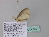  ( - BC ZSM Lep 34252)  @12 [ ] CreativeCommons - Attribution Non-Commercial Share-Alike (2010) Axel Hausmann/Bavarian State Collection of Zoology (ZSM) SNSB, Zoologische Staatssammlung Muenchen