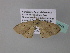  ( - BC ZSM Lep 34253)  @12 [ ] CreativeCommons - Attribution Non-Commercial Share-Alike (2010) Axel Hausmann/Bavarian State Collection of Zoology (ZSM) SNSB, Zoologische Staatssammlung Muenchen