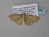  ( - BC ZSM Lep 34254)  @12 [ ] CreativeCommons - Attribution Non-Commercial Share-Alike (2010) Axel Hausmann/Bavarian State Collection of Zoology (ZSM) SNSB, Zoologische Staatssammlung Muenchen