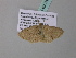  (Scopula AH02GhCa - BC ZSM Lep 34257)  @12 [ ] CreativeCommons - Attribution Non-Commercial Share-Alike (2010) Axel Hausmann/Bavarian State Collection of Zoology (ZSM) SNSB, Zoologische Staatssammlung Muenchen