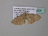  ( - BC ZSM Lep 34259)  @12 [ ] CreativeCommons - Attribution Non-Commercial Share-Alike (2010) Axel Hausmann/Bavarian State Collection of Zoology (ZSM) SNSB, Zoologische Staatssammlung Muenchen