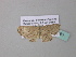  (Scopula AH04GhCa - BC ZSM Lep 34261)  @13 [ ] CreativeCommons - Attribution Non-Commercial Share-Alike (2010) Axel Hausmann/Bavarian State Collection of Zoology (ZSM) SNSB, Zoologische Staatssammlung Muenchen