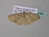  (Scopula AH05GhCa - BC ZSM Lep 34264)  @13 [ ] CreativeCommons - Attribution Non-Commercial Share-Alike (2010) Axel Hausmann/Bavarian State Collection of Zoology (ZSM) SNSB, Zoologische Staatssammlung Muenchen