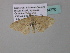 ( - BC ZSM Lep 34270)  @12 [ ] CreativeCommons - Attribution Non-Commercial Share-Alike (2010) Axel Hausmann/Bavarian State Collection of Zoology (ZSM) SNSB, Zoologische Staatssammlung Muenchen
