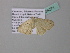  ( - BC ZSM Lep 34271)  @12 [ ] CreativeCommons - Attribution Non-Commercial Share-Alike (2010) Axel Hausmann/Bavarian State Collection of Zoology (ZSM) SNSB, Zoologische Staatssammlung Muenchen