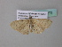  ( - BC ZSM Lep 34272)  @12 [ ] CreativeCommons - Attribution Non-Commercial Share-Alike (2010) Axel Hausmann/Bavarian State Collection of Zoology (ZSM) SNSB, Zoologische Staatssammlung Muenchen