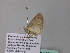  ( - BC ZSM Lep 34274)  @12 [ ] CreativeCommons - Attribution Non-Commercial Share-Alike (2010) Axel Hausmann/Bavarian State Collection of Zoology (ZSM) SNSB, Zoologische Staatssammlung Muenchen