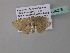  ( - BC ZSM Lep 34275)  @12 [ ] CreativeCommons - Attribution Non-Commercial Share-Alike (2010) Axel Hausmann/Bavarian State Collection of Zoology (ZSM) SNSB, Zoologische Staatssammlung Muenchen